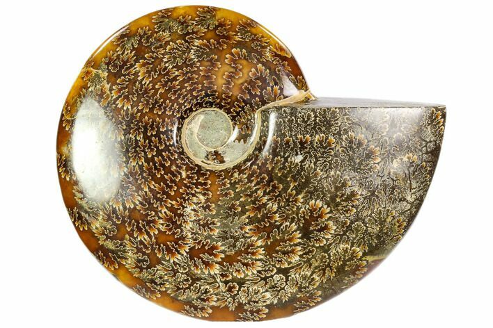 Polished, Agatized Ammonite (Cleoniceras) - Madagascar #104843